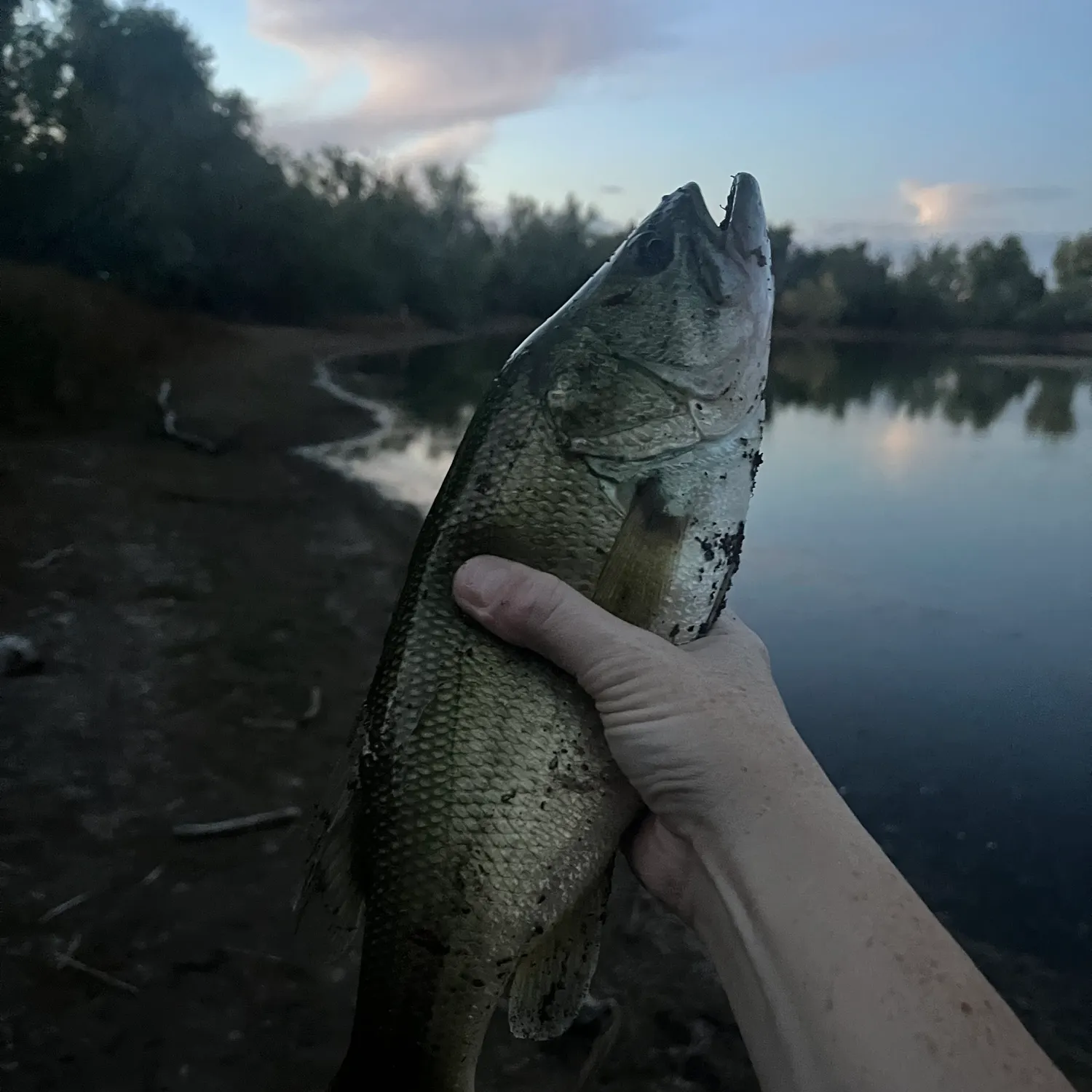 Smallmouth bass caught on Fishbrain