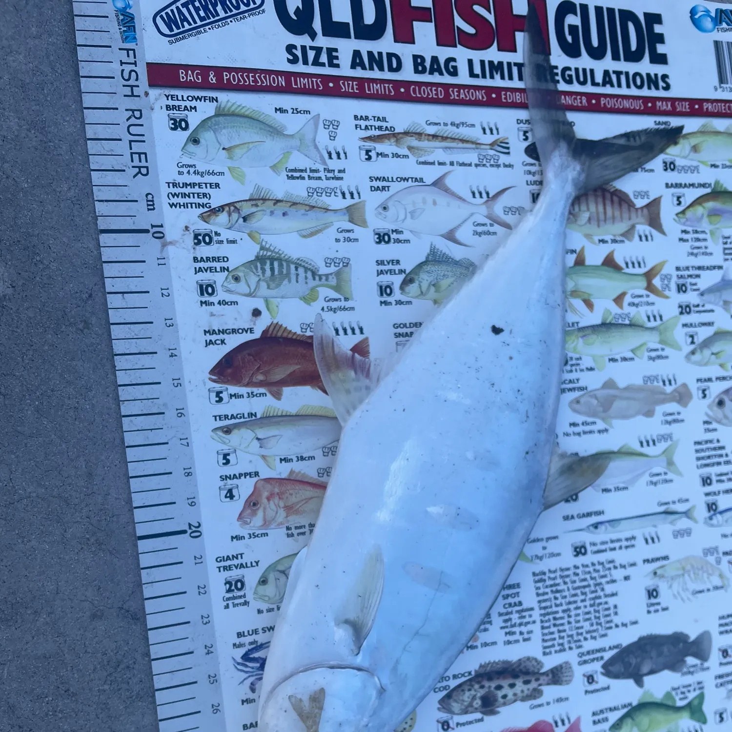 Talang queenfish caught on Fishbrain