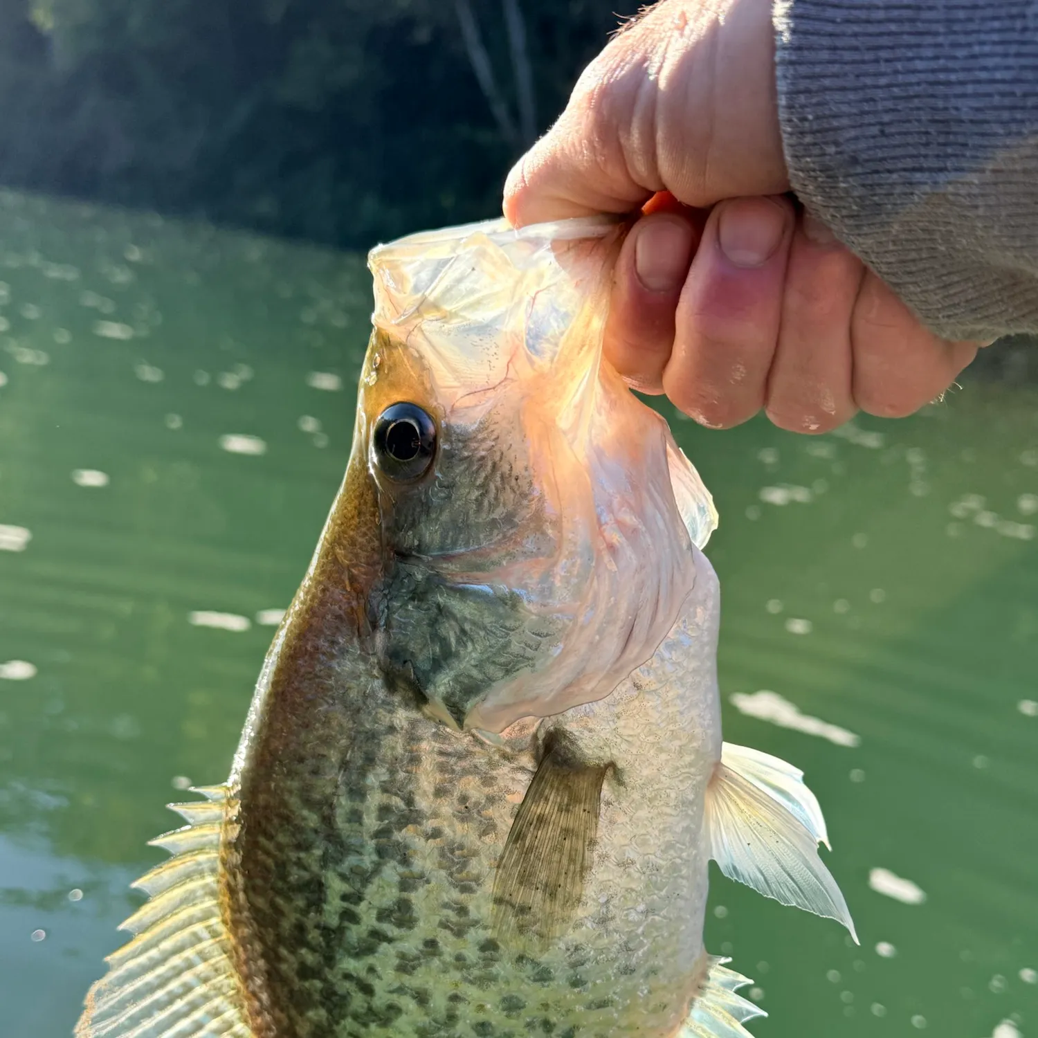 Black crappie caught on Fishbrain