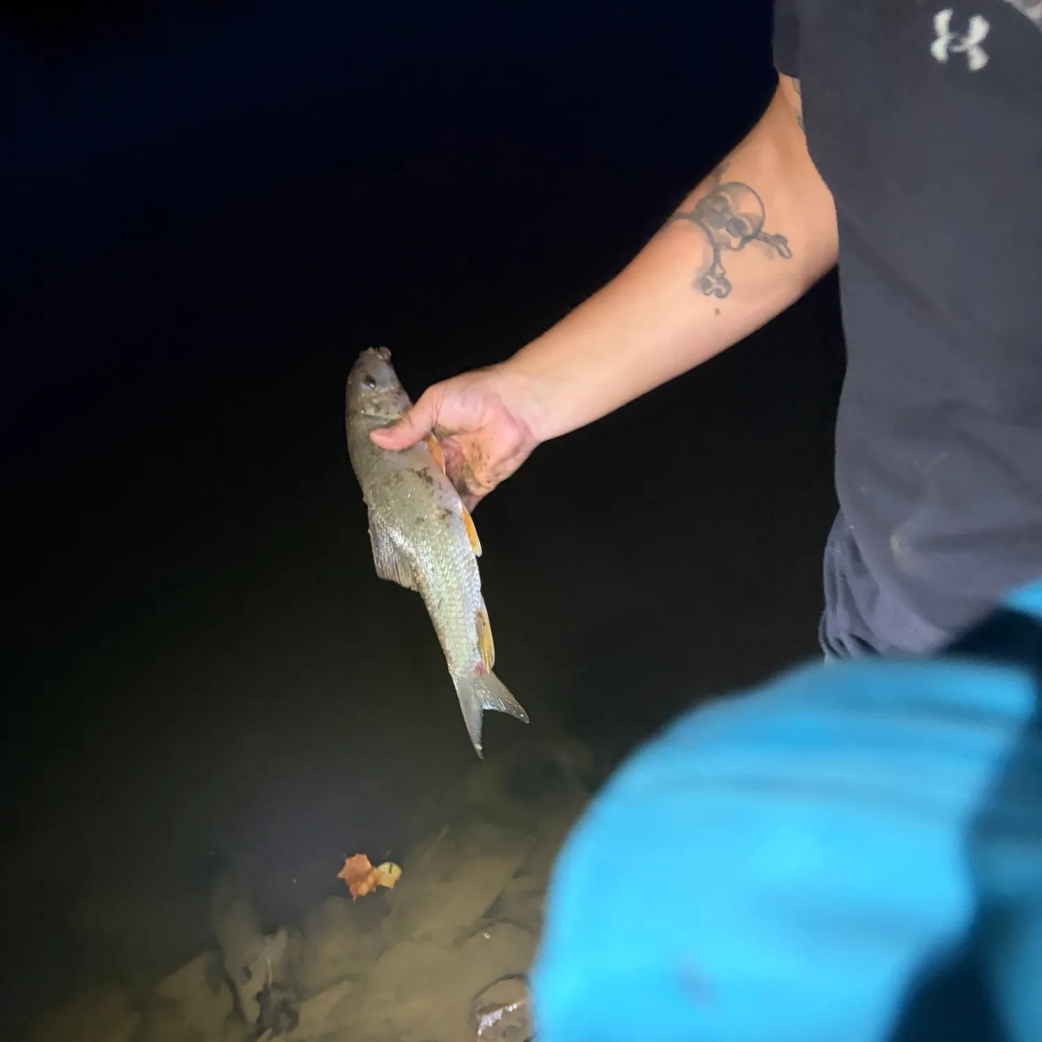 Common carp caught on Fishbrain
