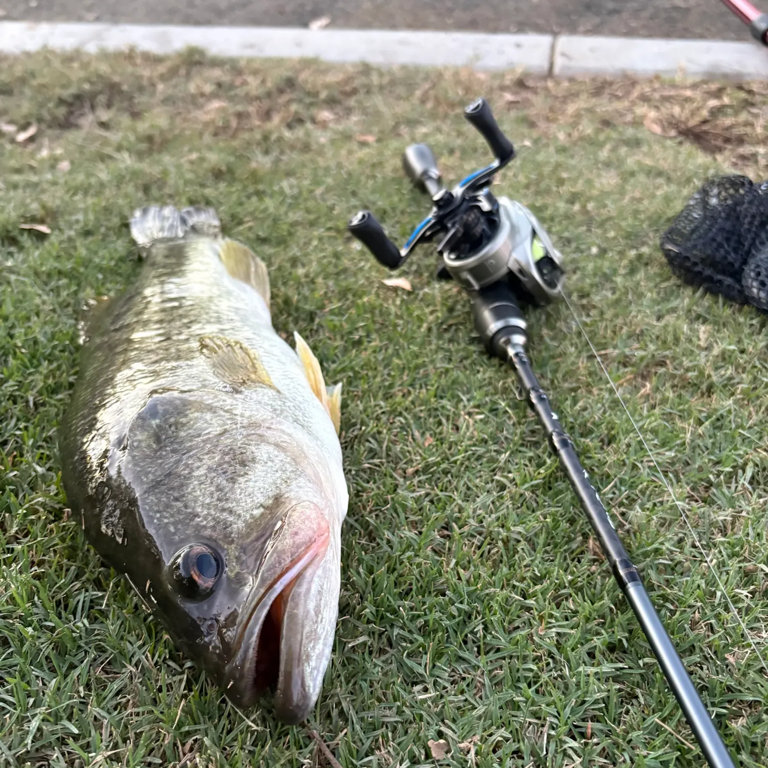 Largemouth bass caught on Fishbrain