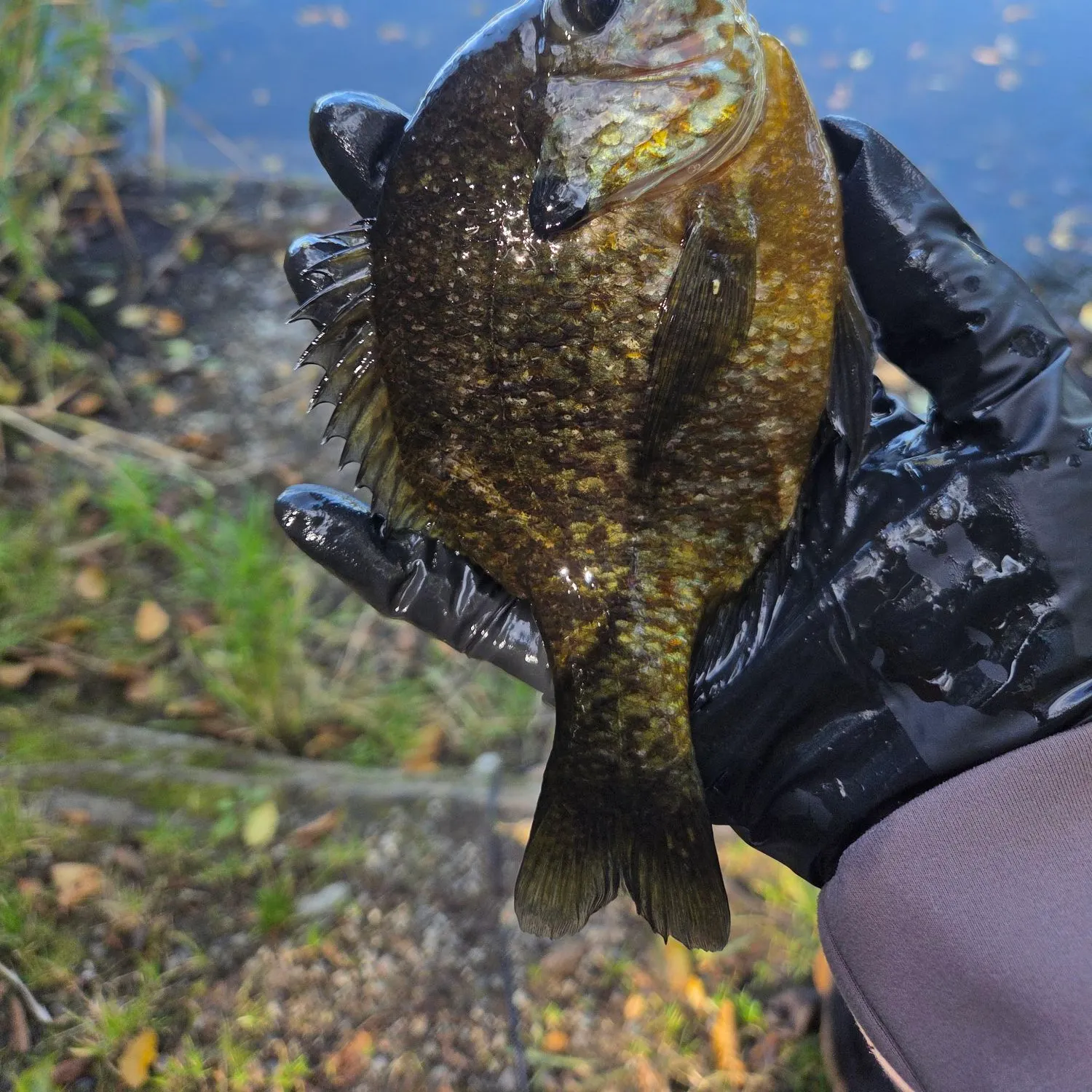 Bluegill caught on Fishbrain