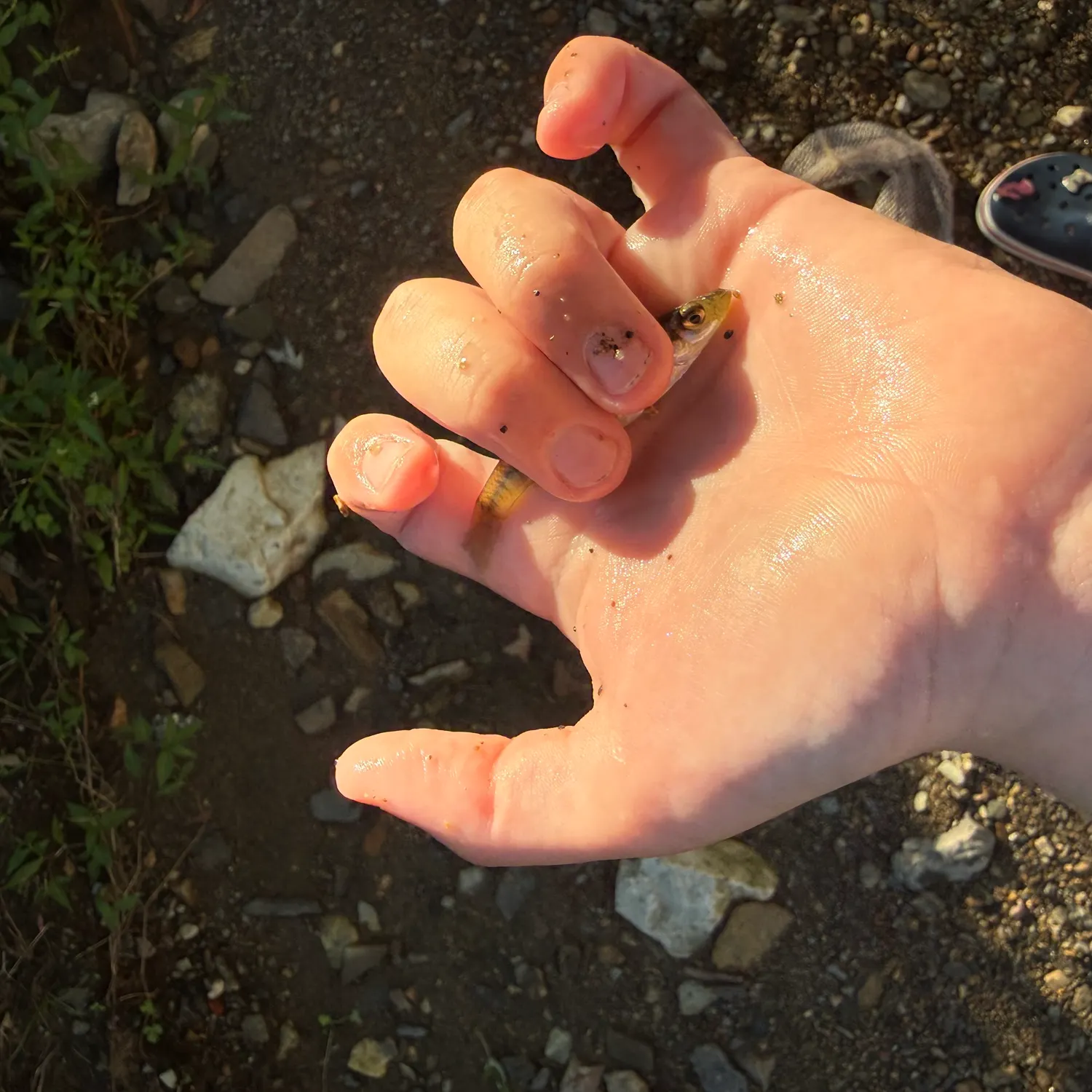 Banded killifish caught on Fishbrain