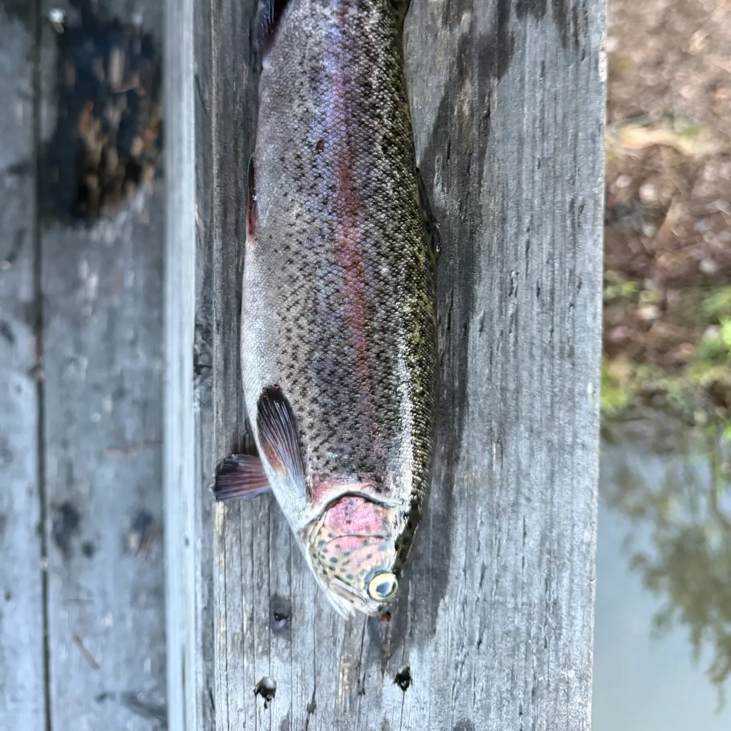 Rainbow trout caught on Fishbrain