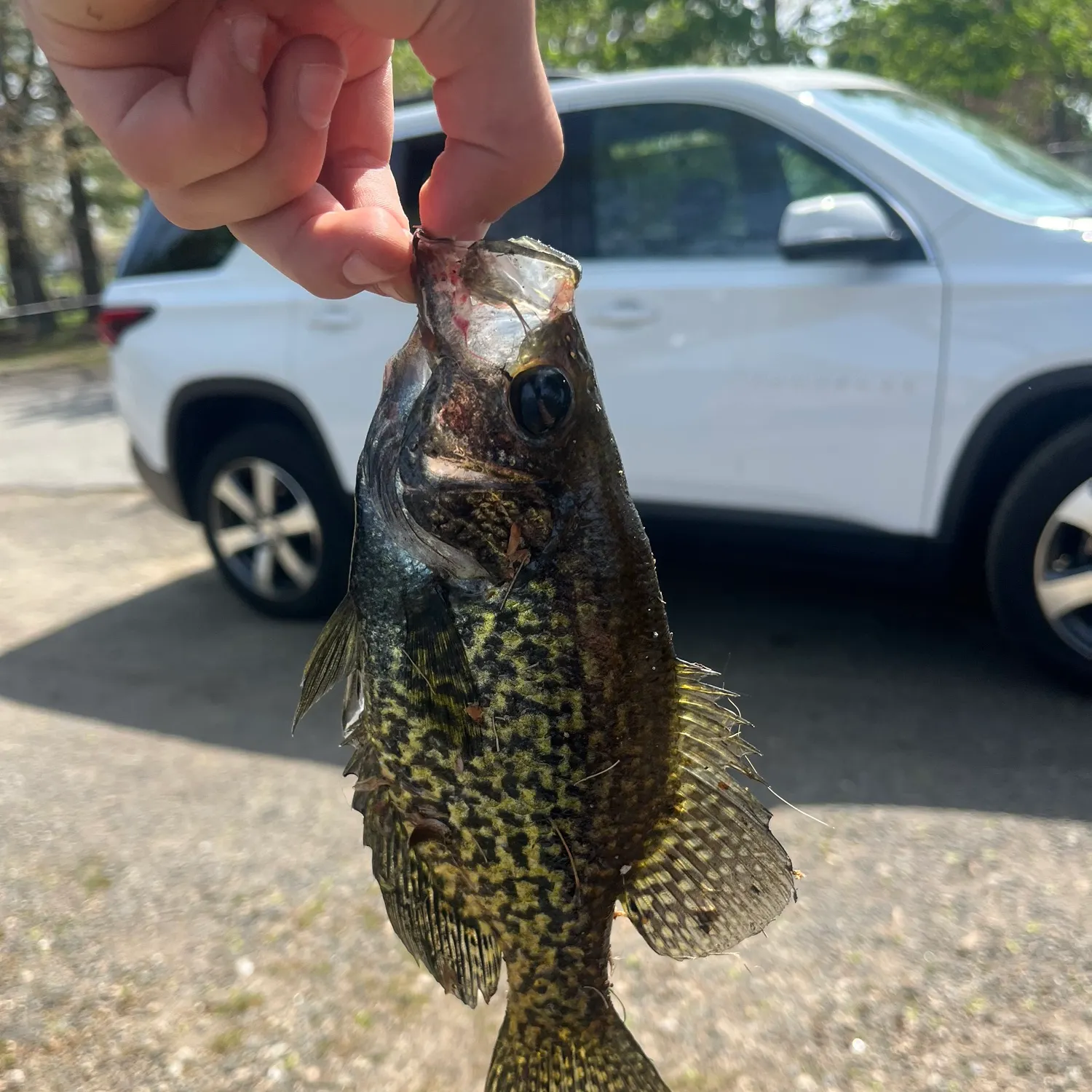 catch
