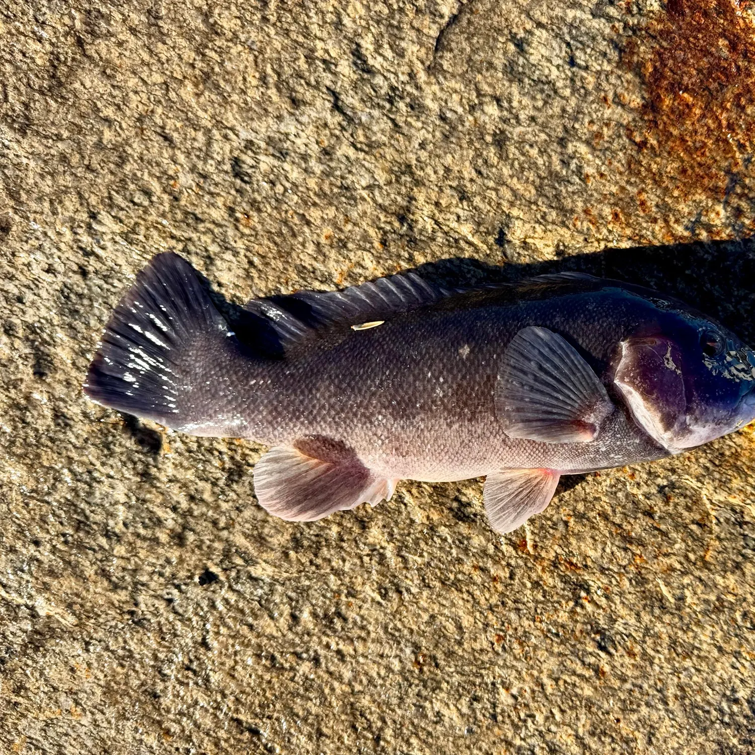 Tautog caught on Fishbrain