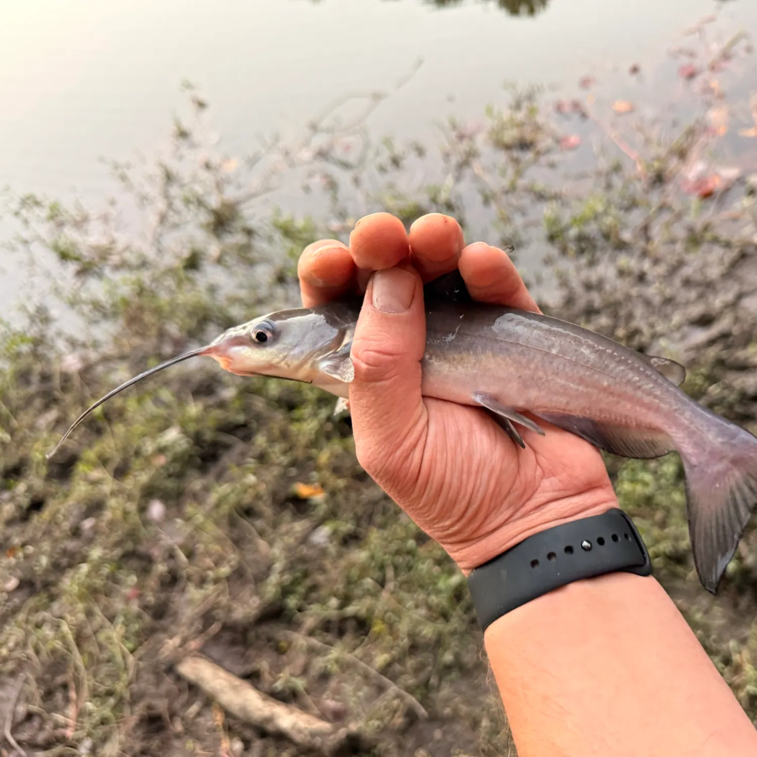 Channel catfish caught on Fishbrain