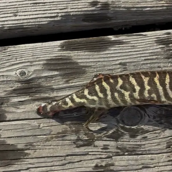 Tiger muskie caught on Fishbrain