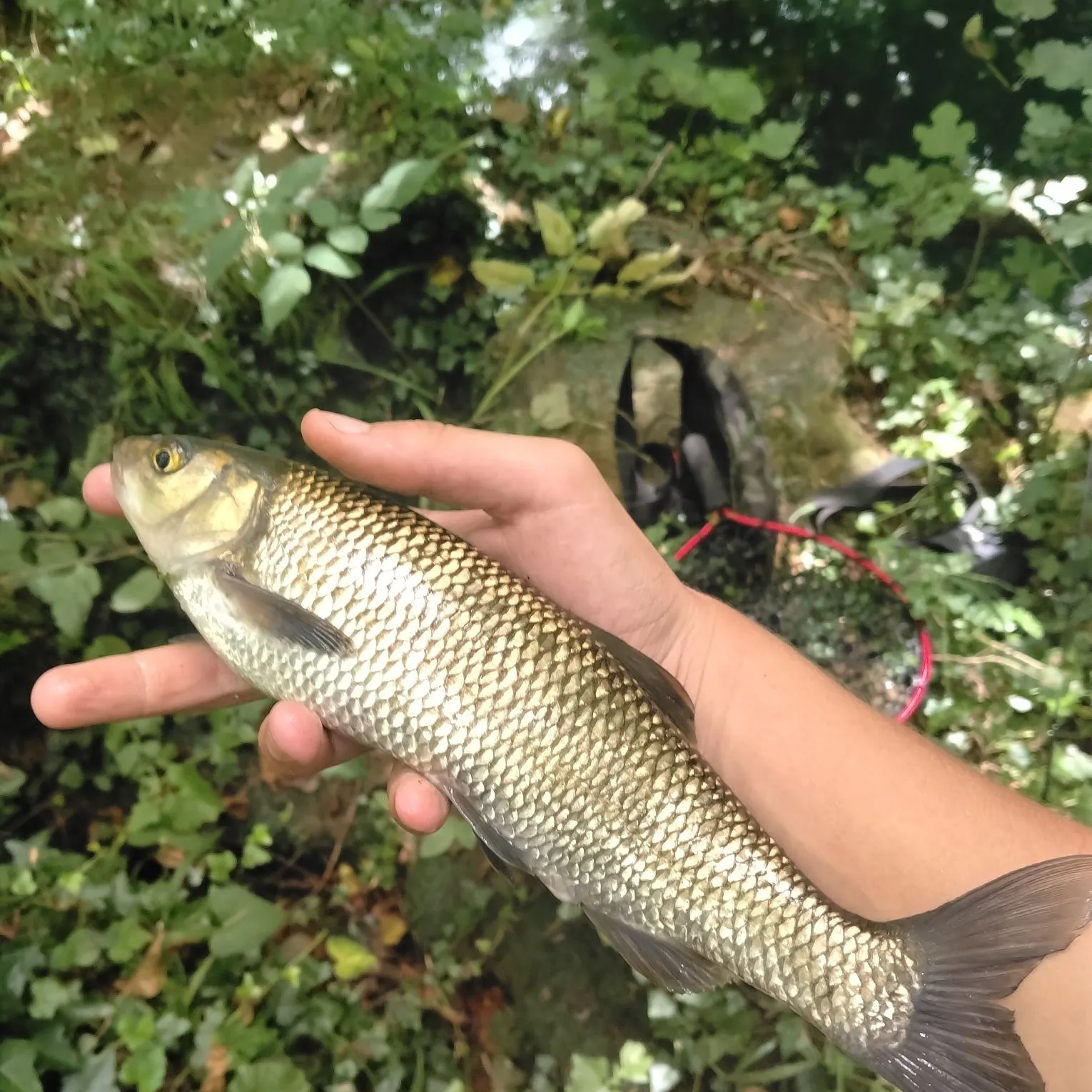 European chub caught on Fishbrain