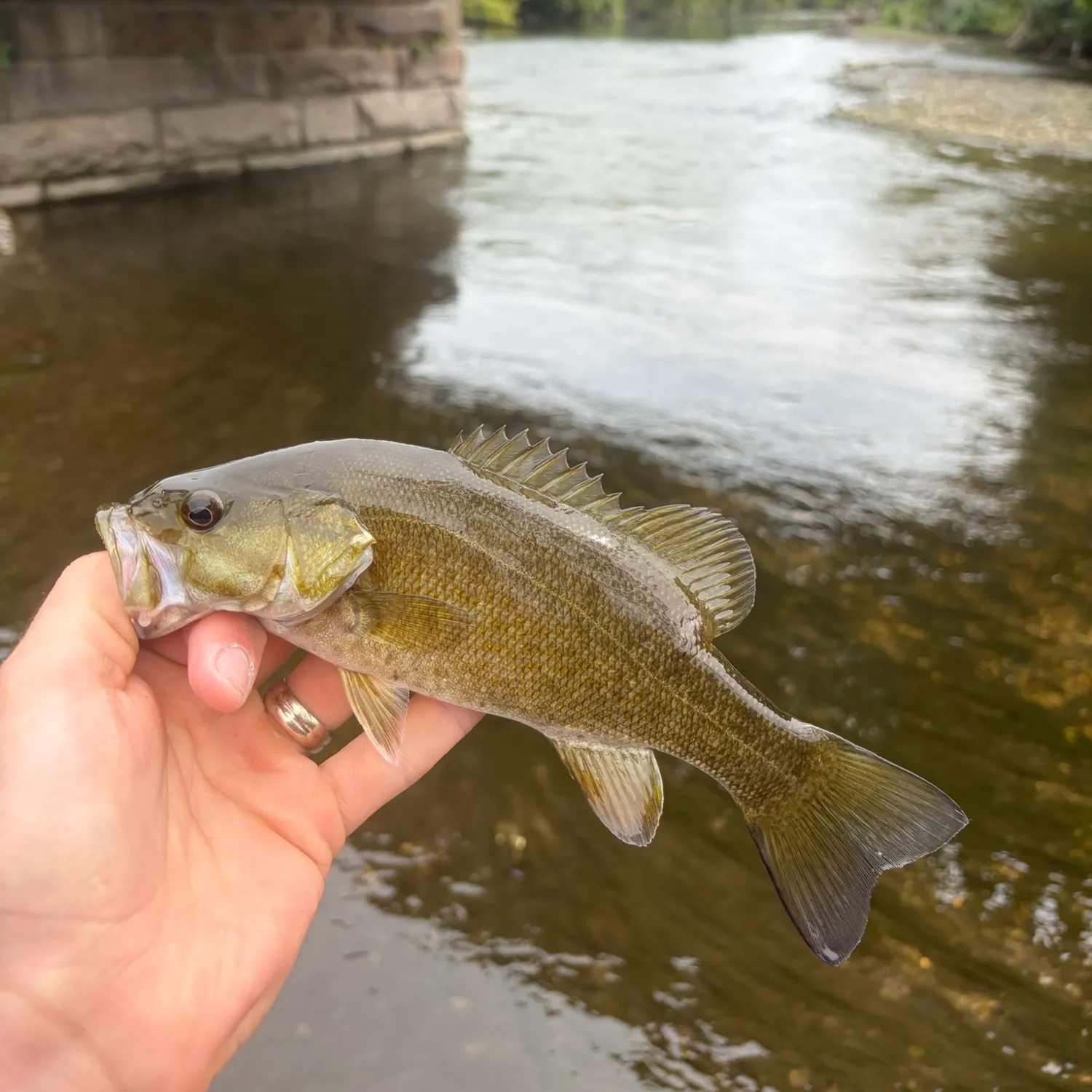 Smallmouth bass caught on Fishbrain