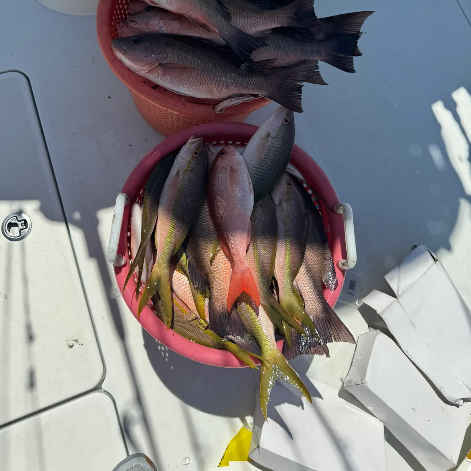 The most recent Yellowtail snapper catches on Fishbrain