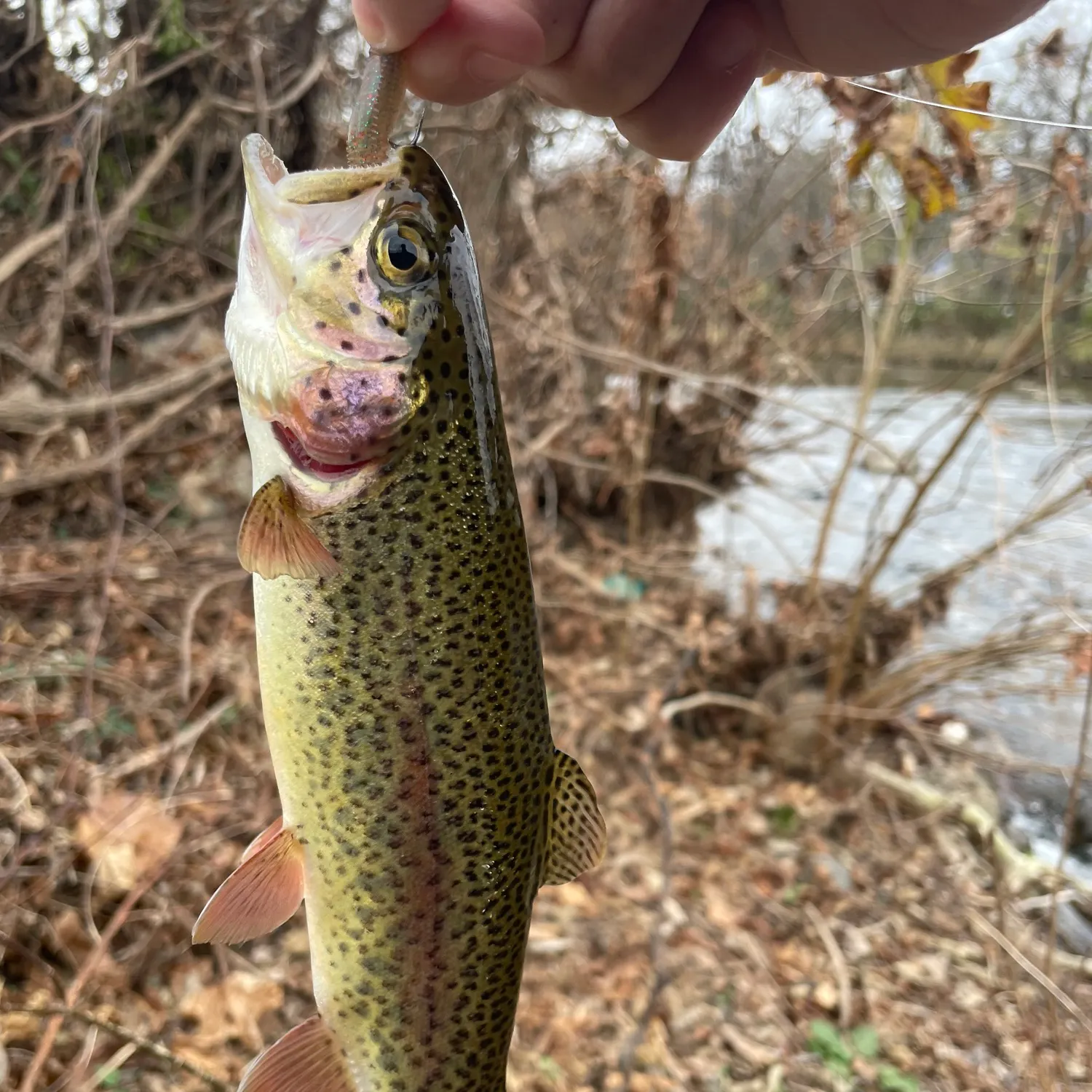 angler catch