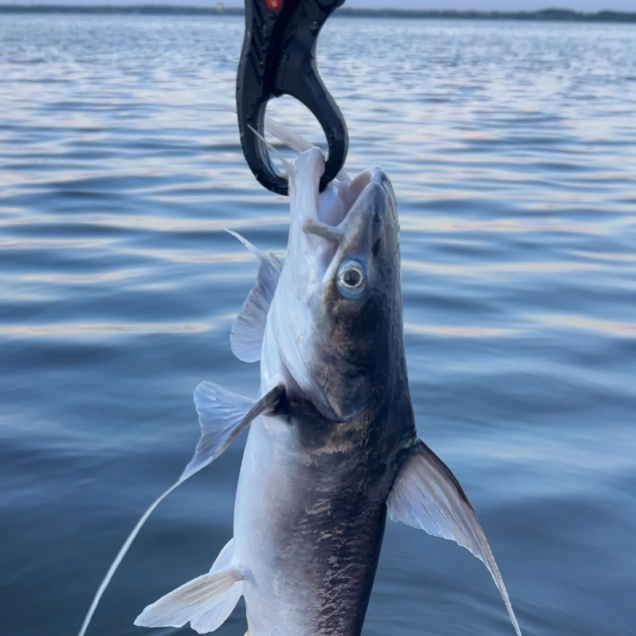 Gafftopsail sea catfish caught on Fishbrain