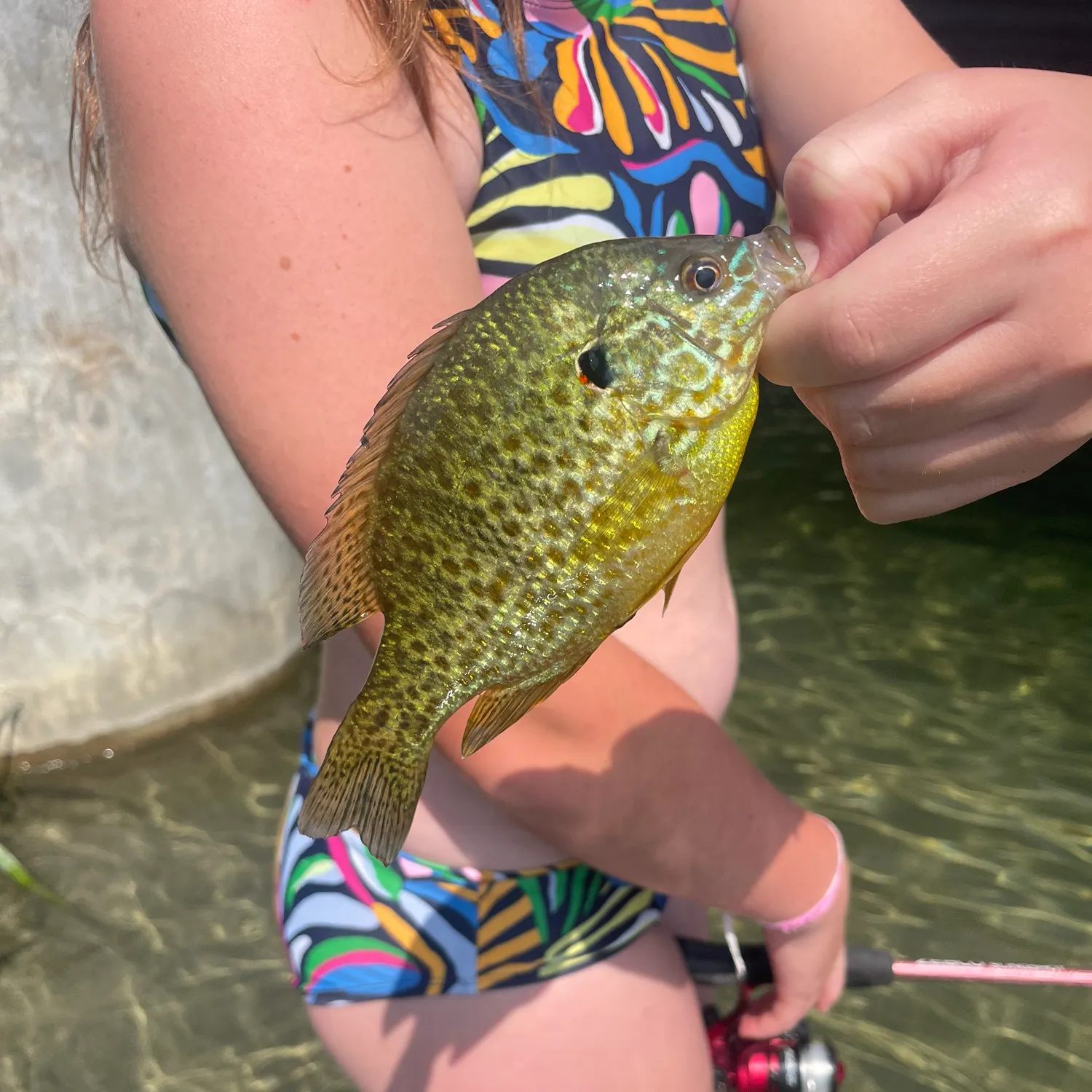 Pumpkinseed caught on Fishbrain
