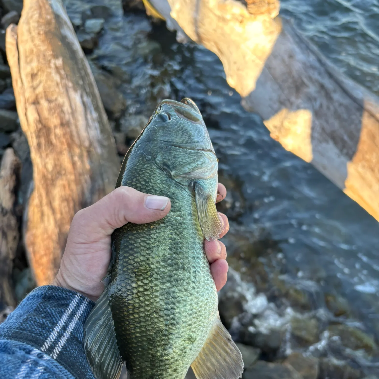 Fish caught on Fishbrain