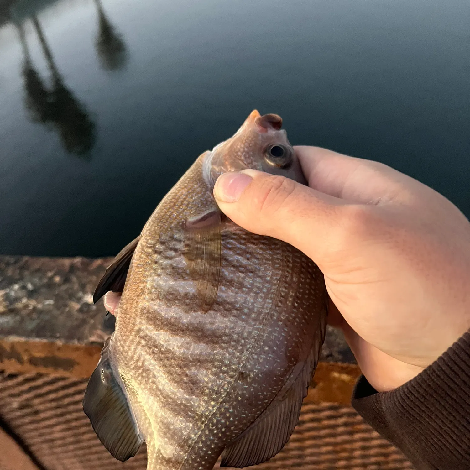 The most recent Black perch catches on Fishbrain