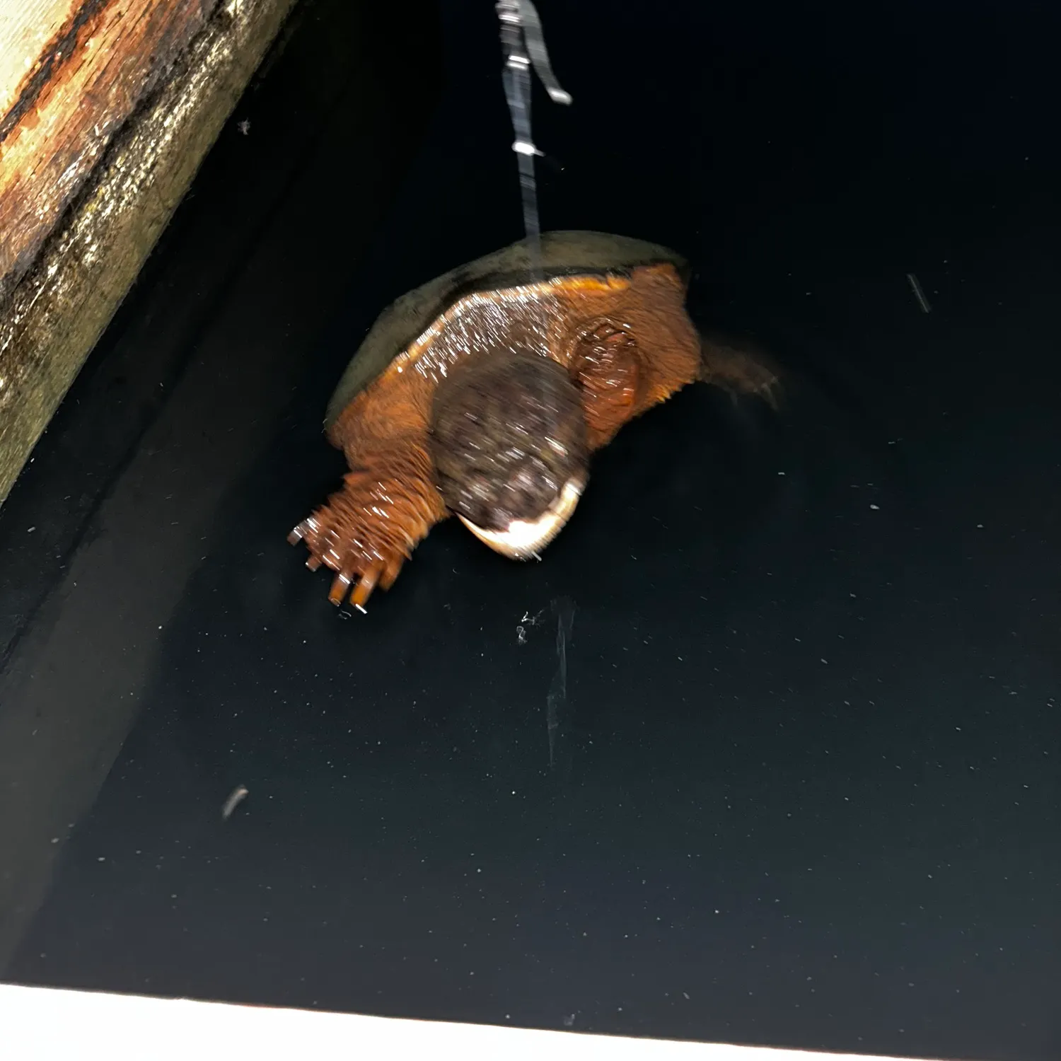 The most recent Australian swamp eel catches on Fishbrain