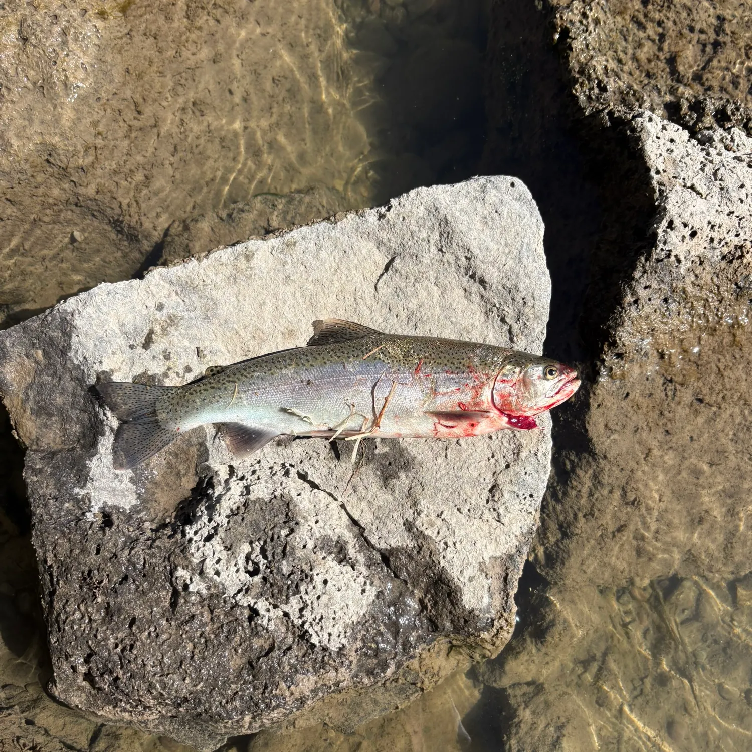Rainbow trout caught on Fishbrain