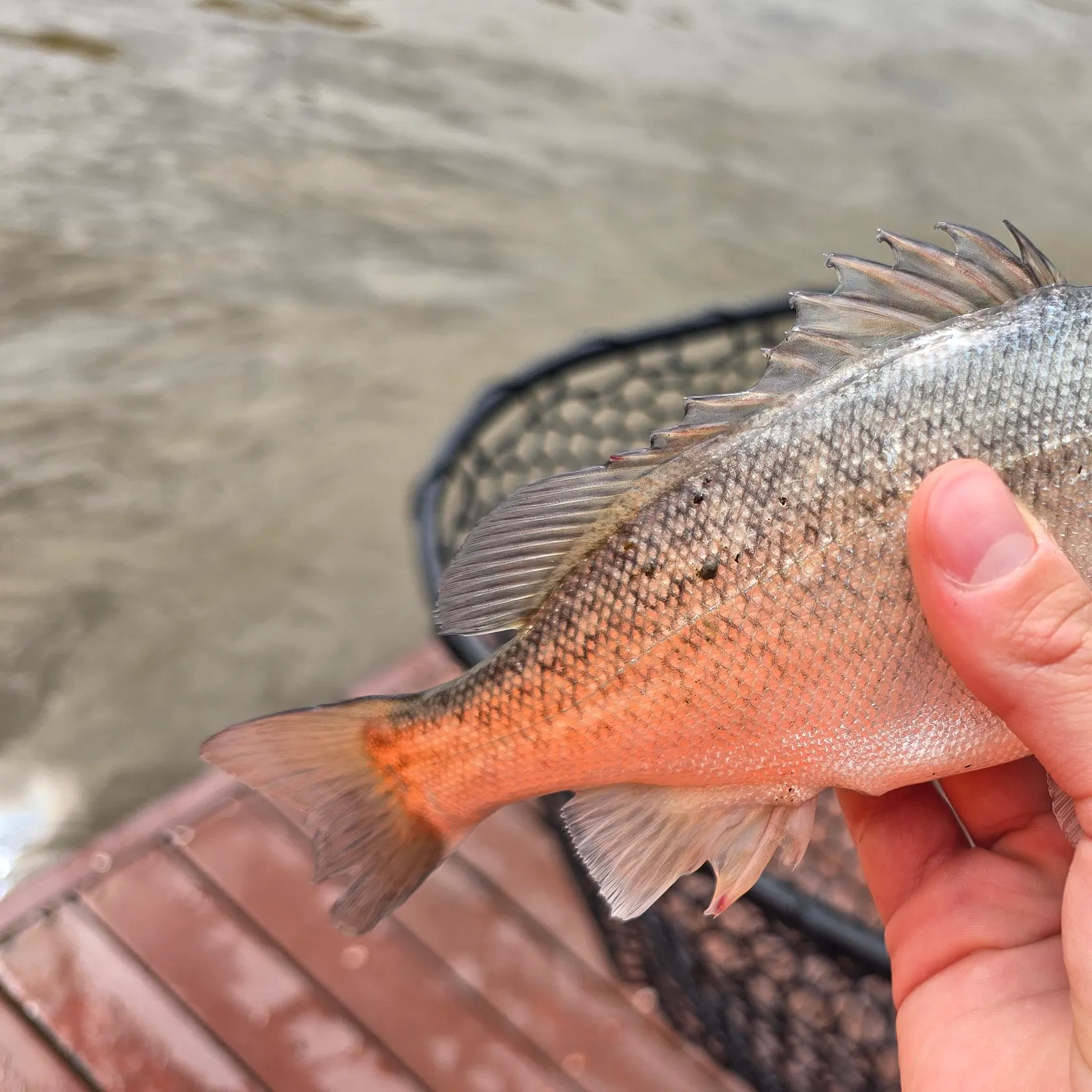 Bidyan perch caught on Fishbrain