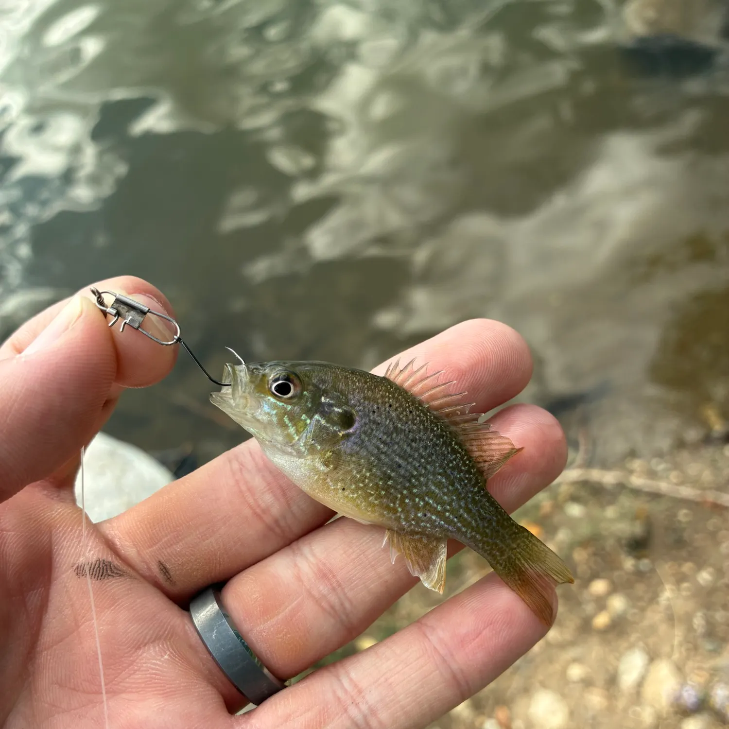 Green sunfish caught on Fishbrain