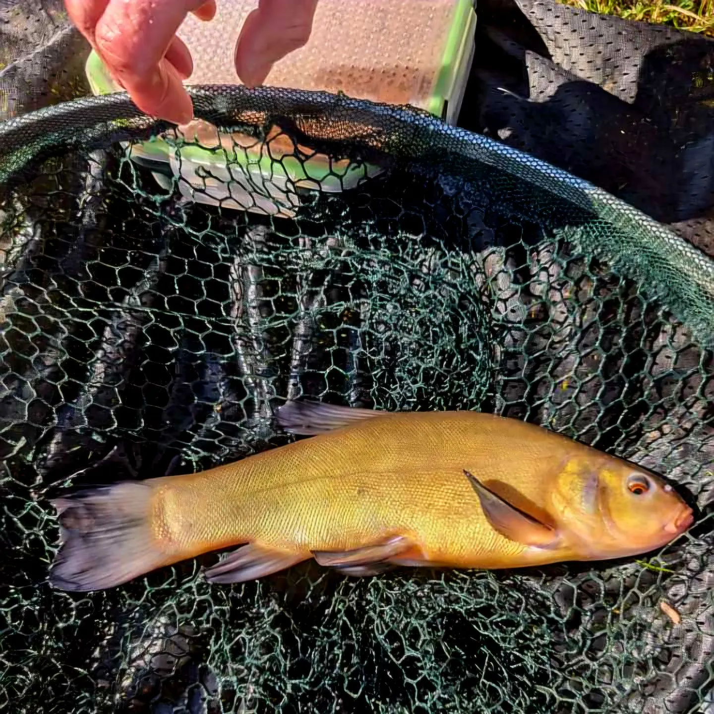 The most recent Tench catches on Fishbrain