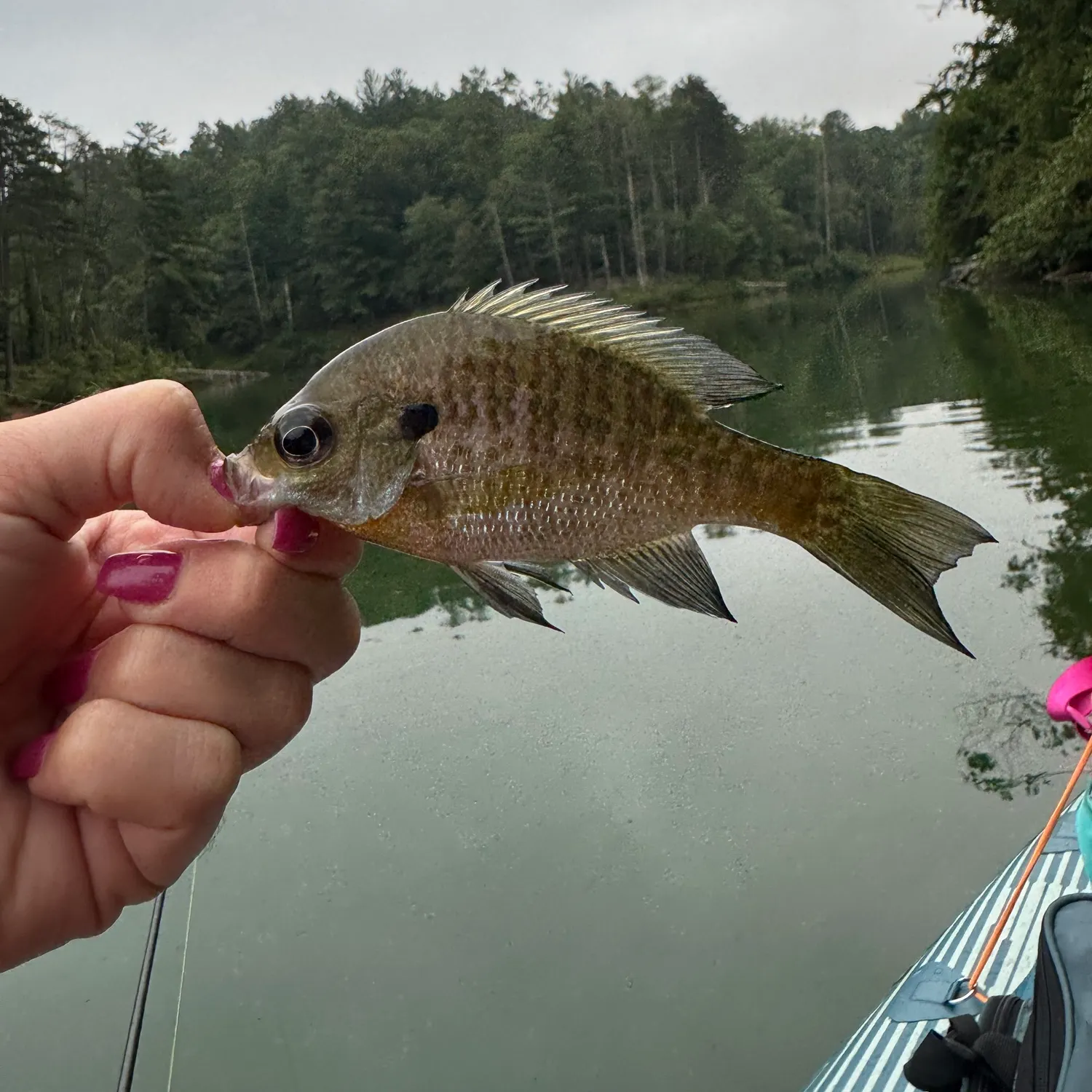 Bluegill caught on Fishbrain
