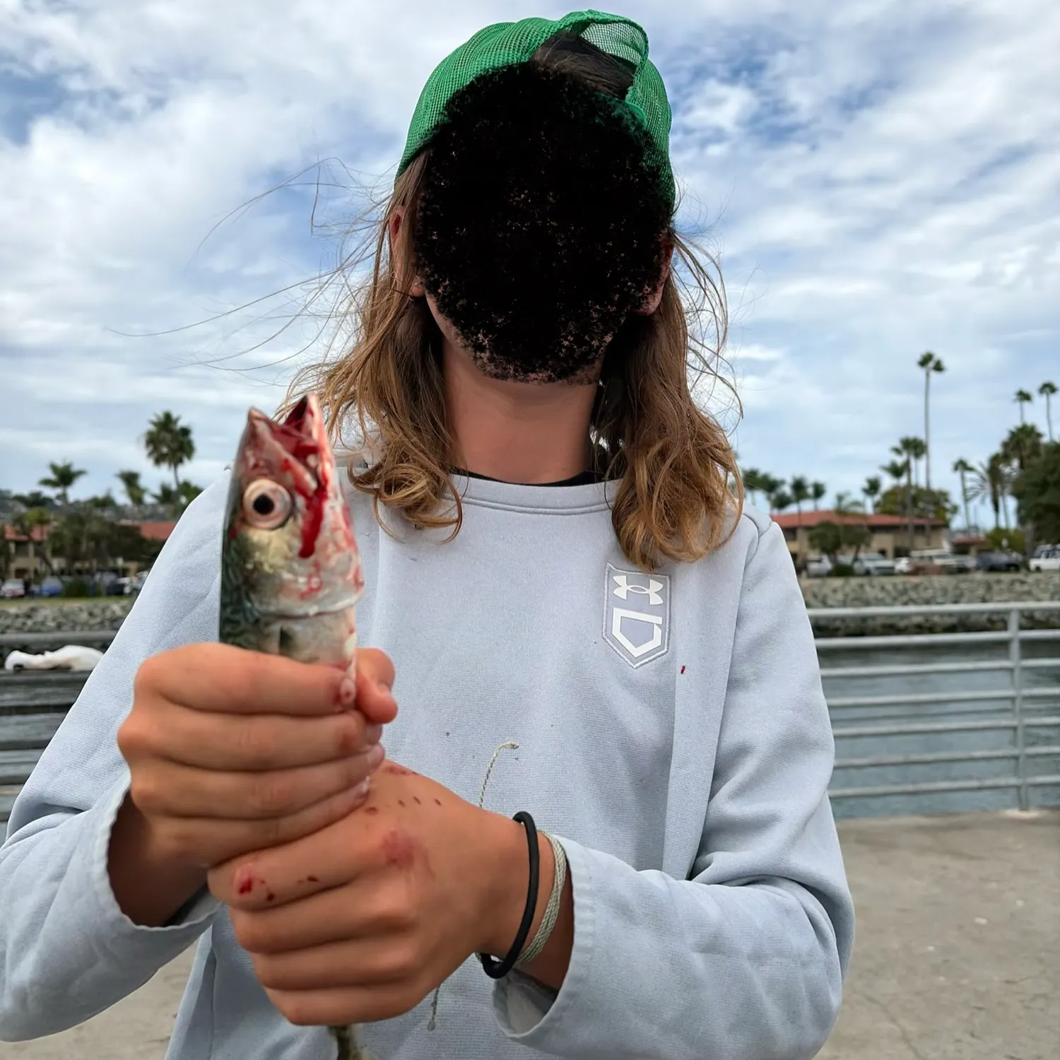 Pacific chub mackerel caught on Fishbrain