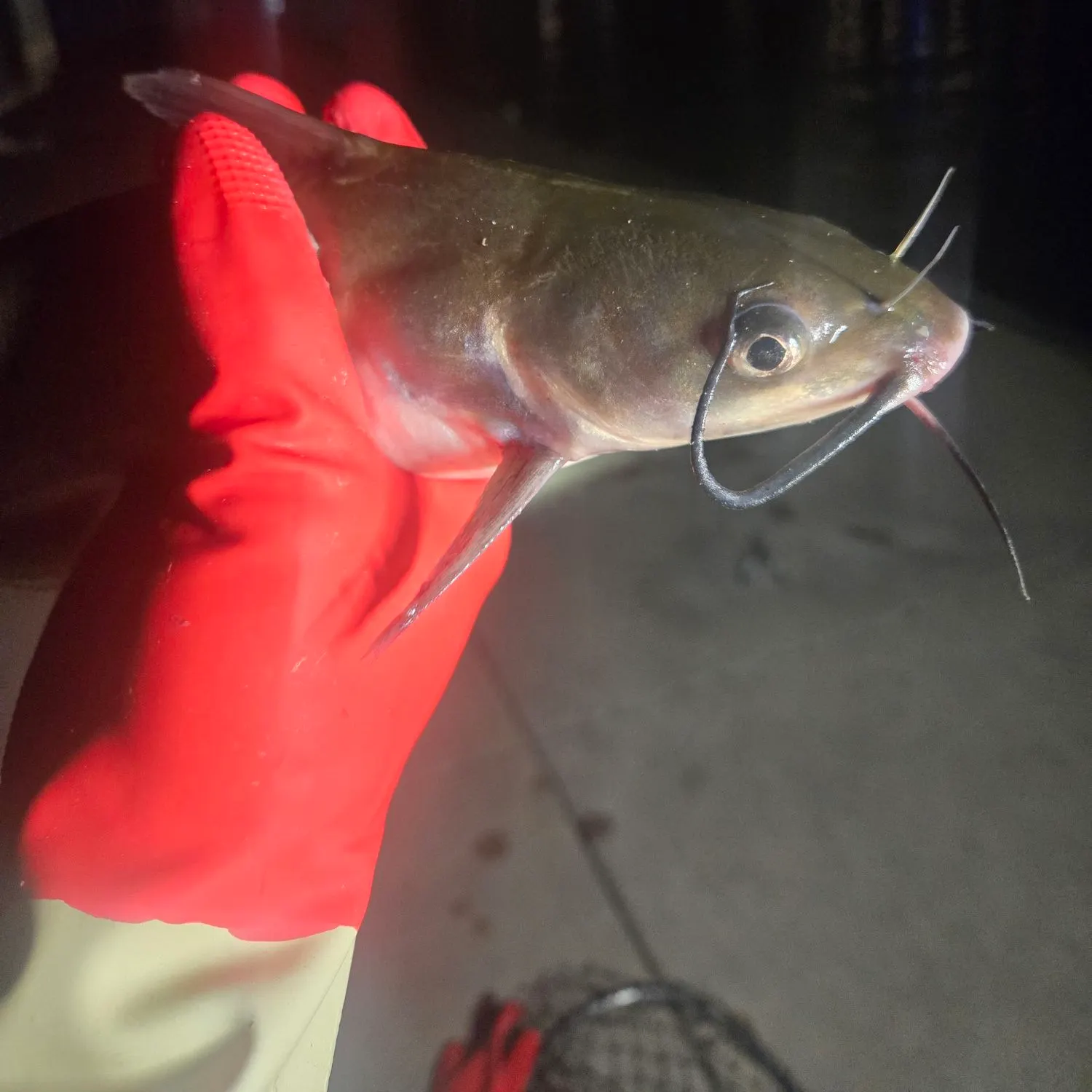 Channel catfish caught on Fishbrain