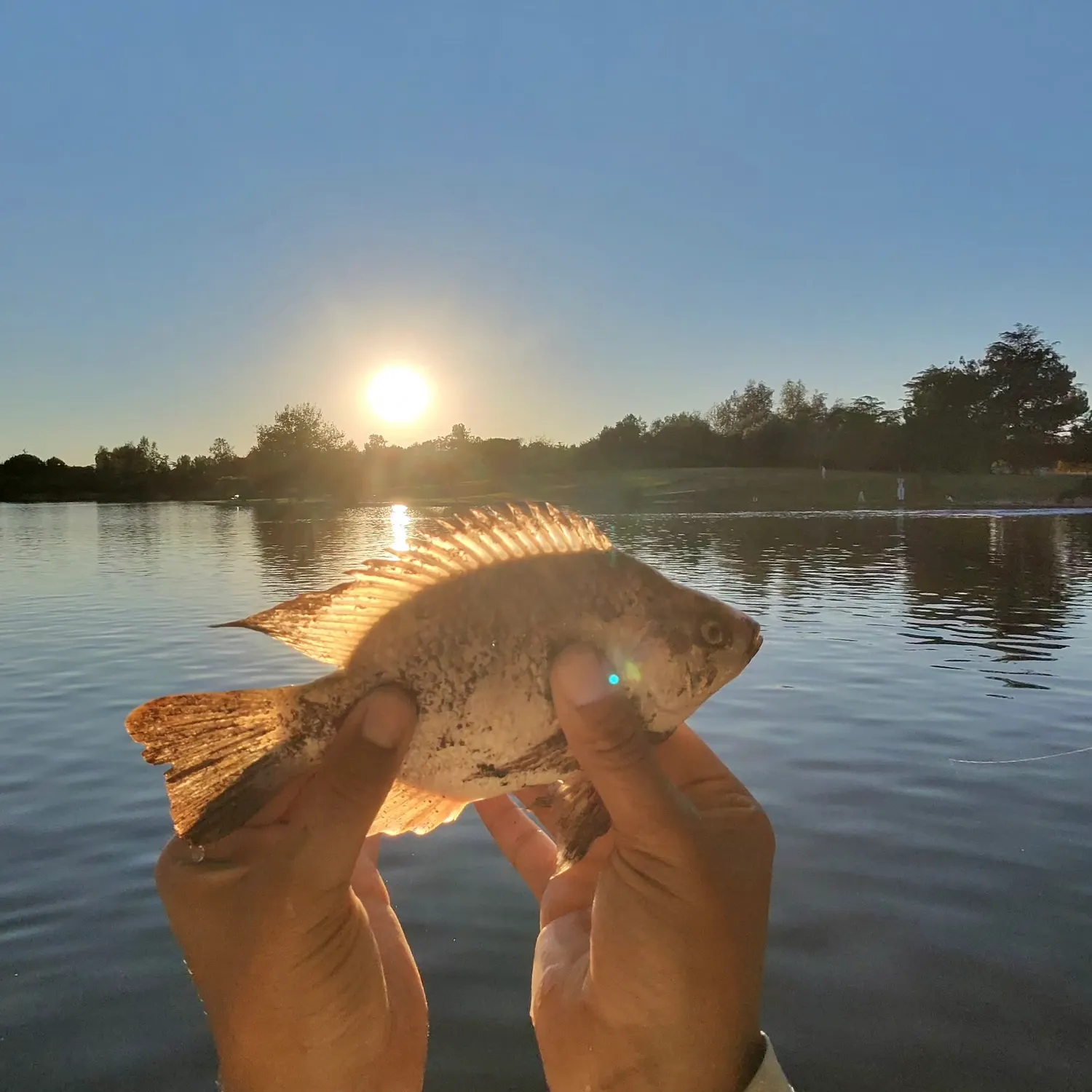 Mozambique tilapia caught on Fishbrain