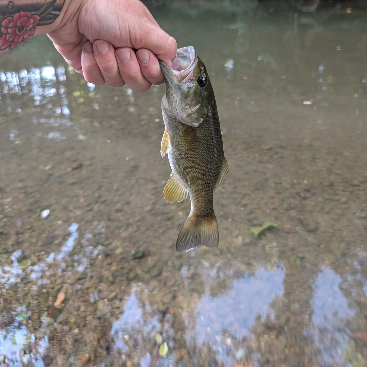 Smallmouth bass caught on Fishbrain