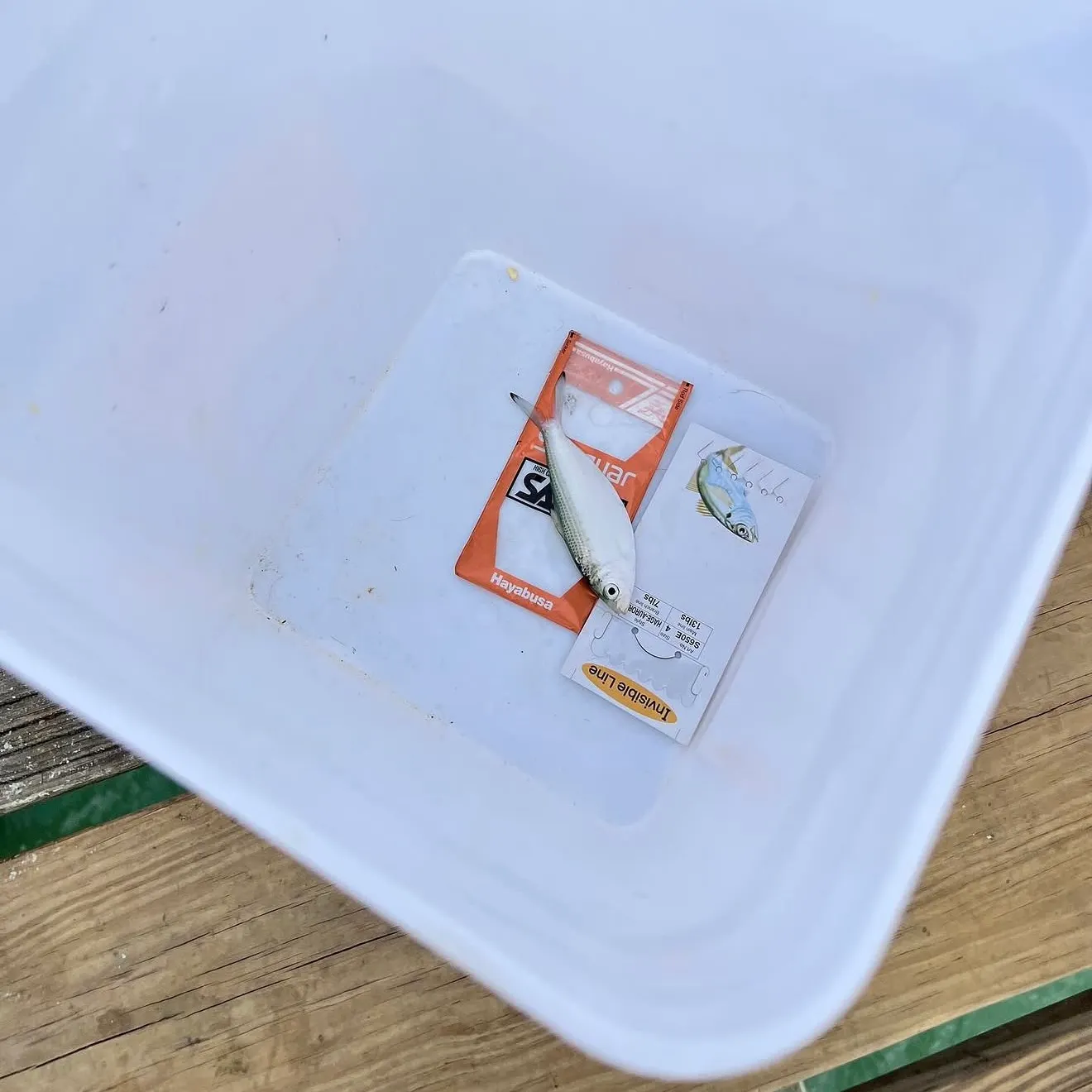 The most recent Scaled herring catches on Fishbrain