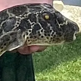 The most recent Milkspotted puffer catches on Fishbrain