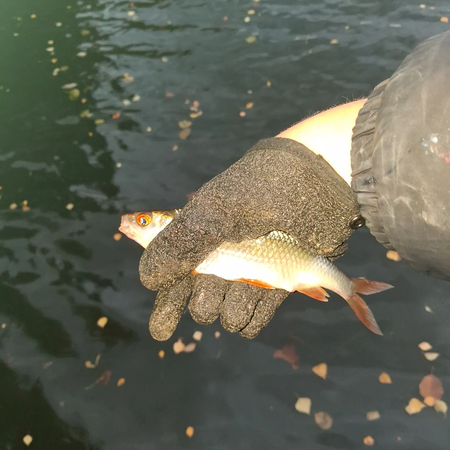 Common roach caught on Fishbrain