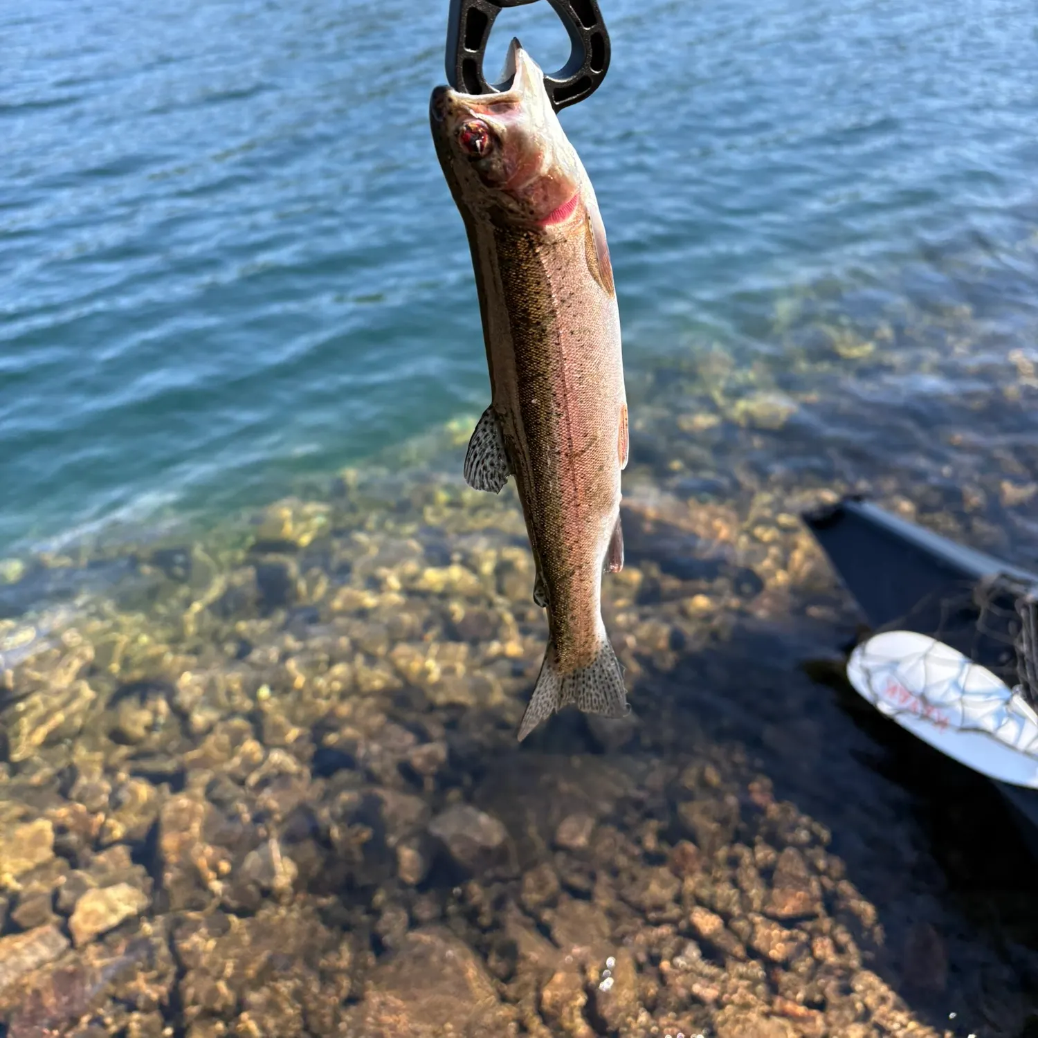 Rainbow trout caught on Fishbrain