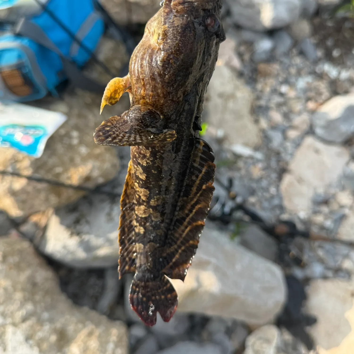 The most recent Gulf toadfish catches on Fishbrain