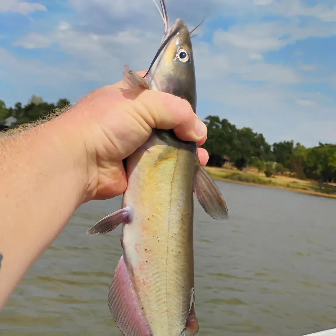 Channel catfish caught on Fishbrain