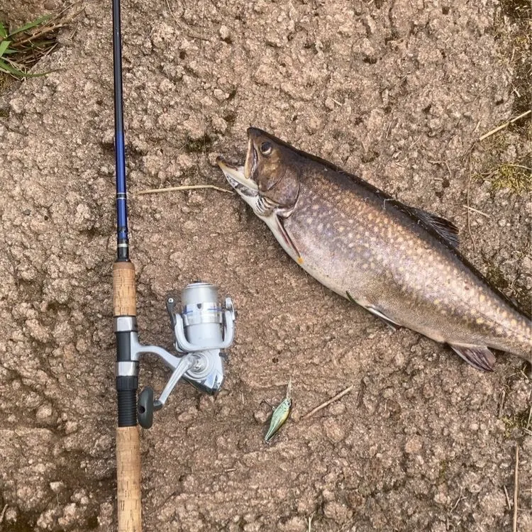 Brook trout caught on Fishbrain