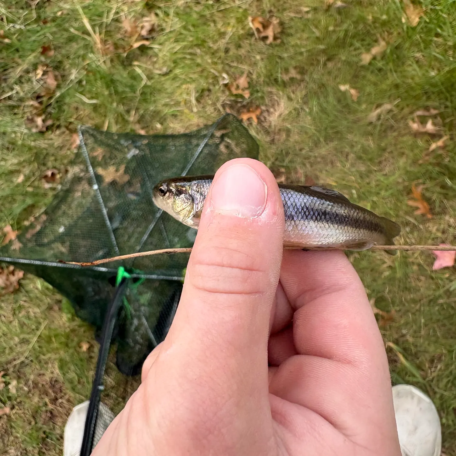Creek chub caught on Fishbrain
