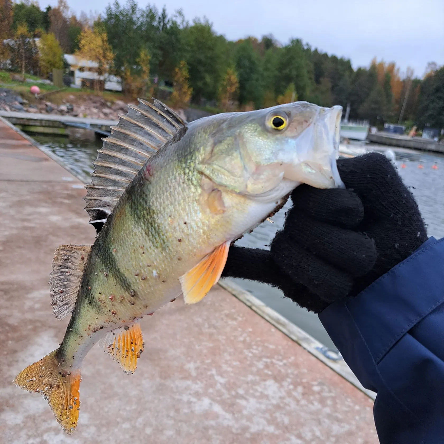 European perch caught on Fishbrain
