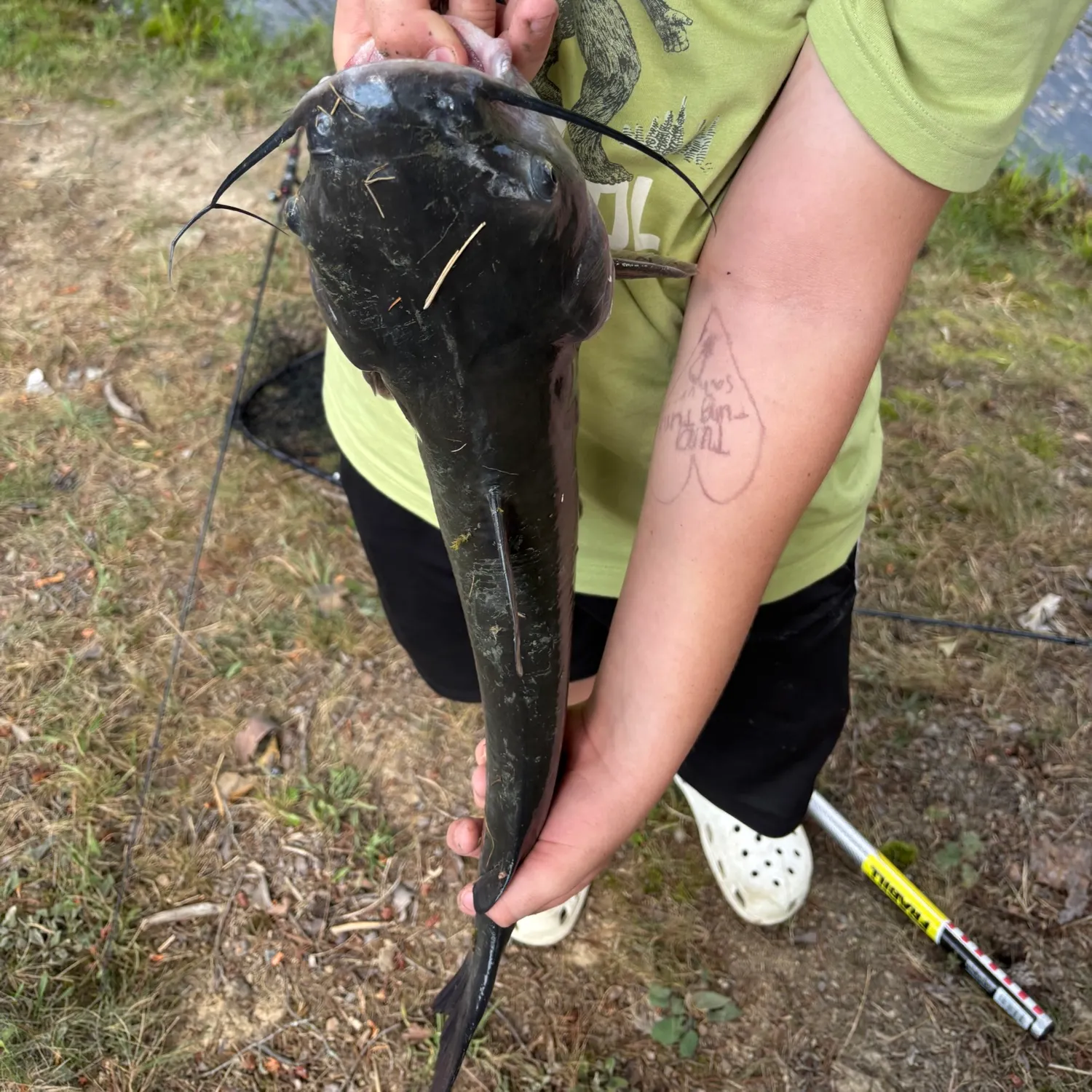 Channel catfish caught on Fishbrain