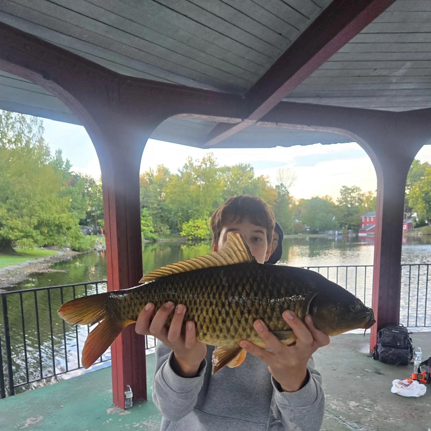 Common carp caught on Fishbrain