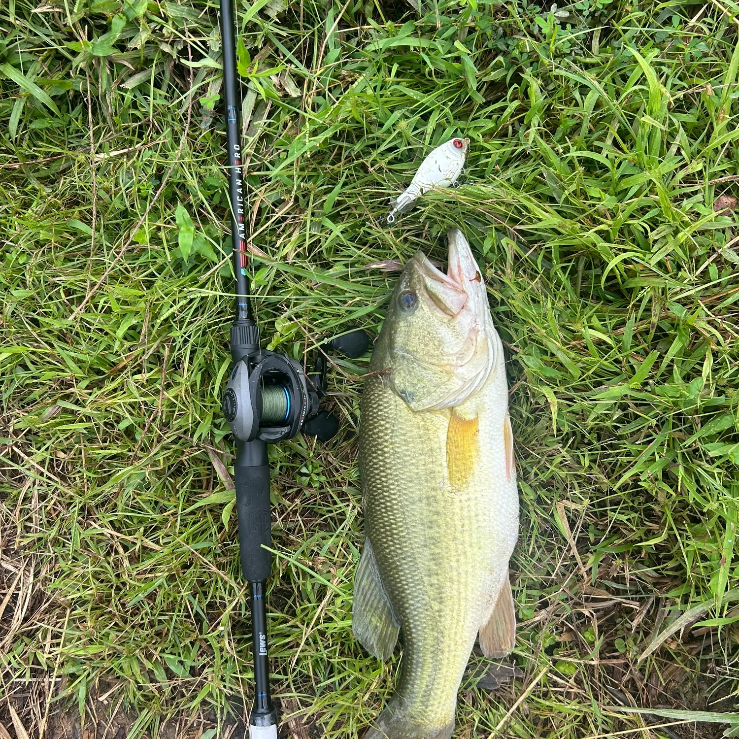 Largemouth bass caught on Fishbrain