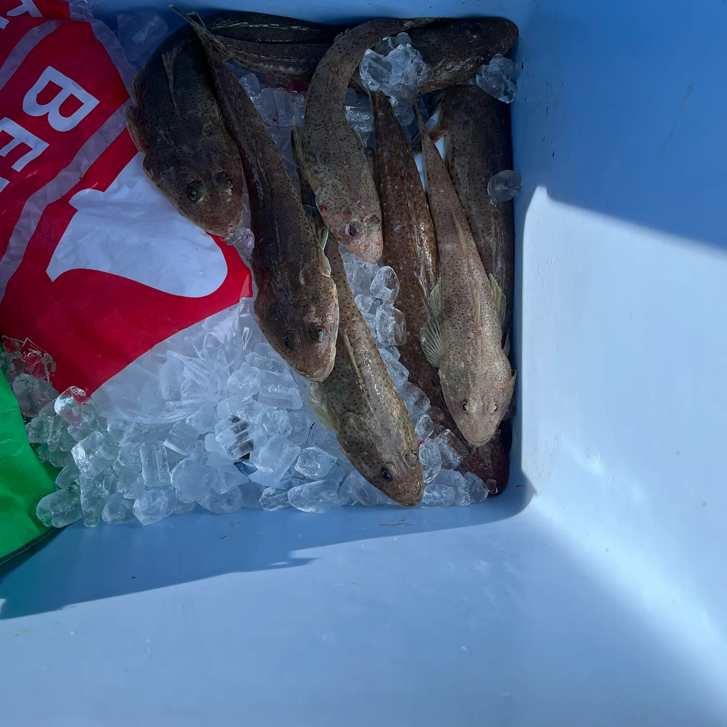 The most recent Dusky flathead catches on Fishbrain