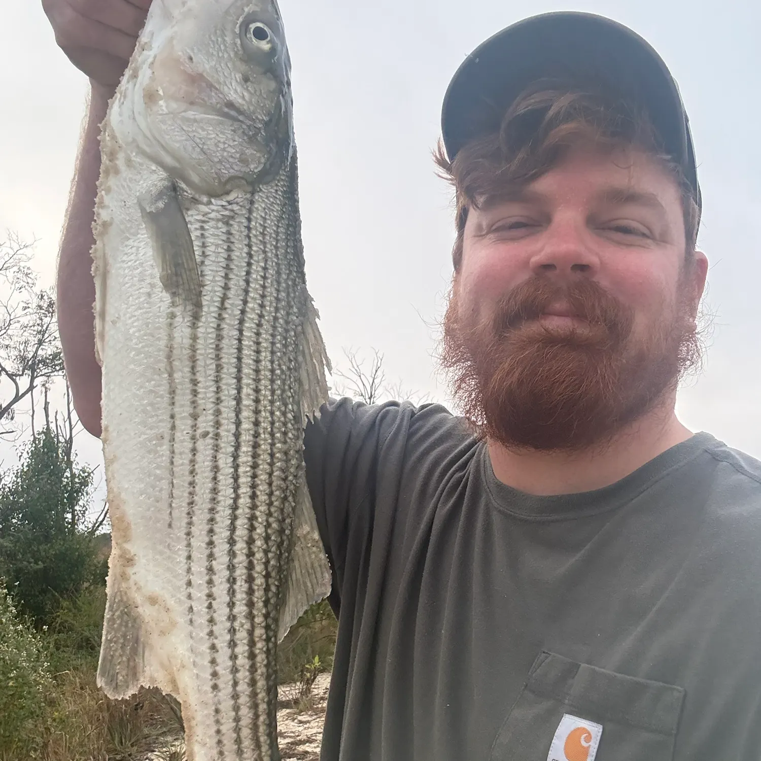 Striped bass caught on Fishbrain