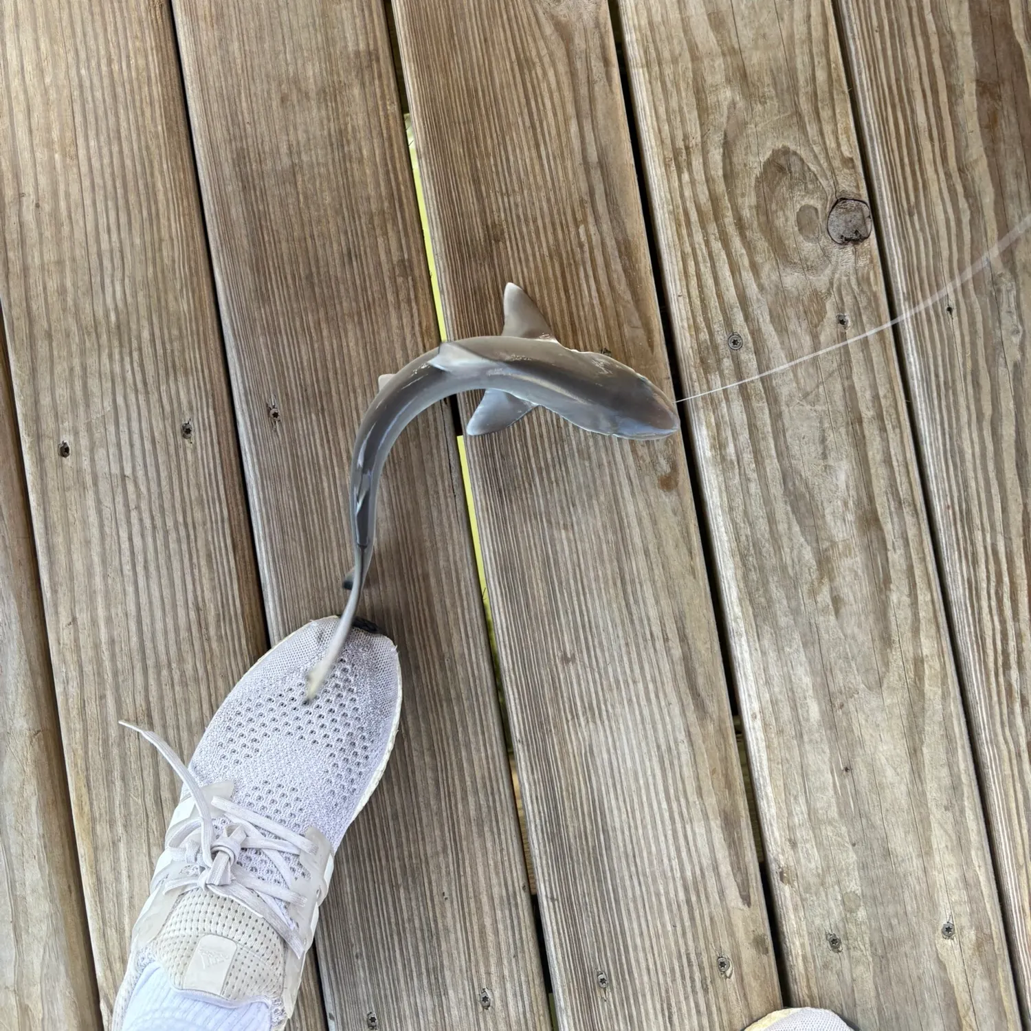 The most recent Blacktip shark catches on Fishbrain