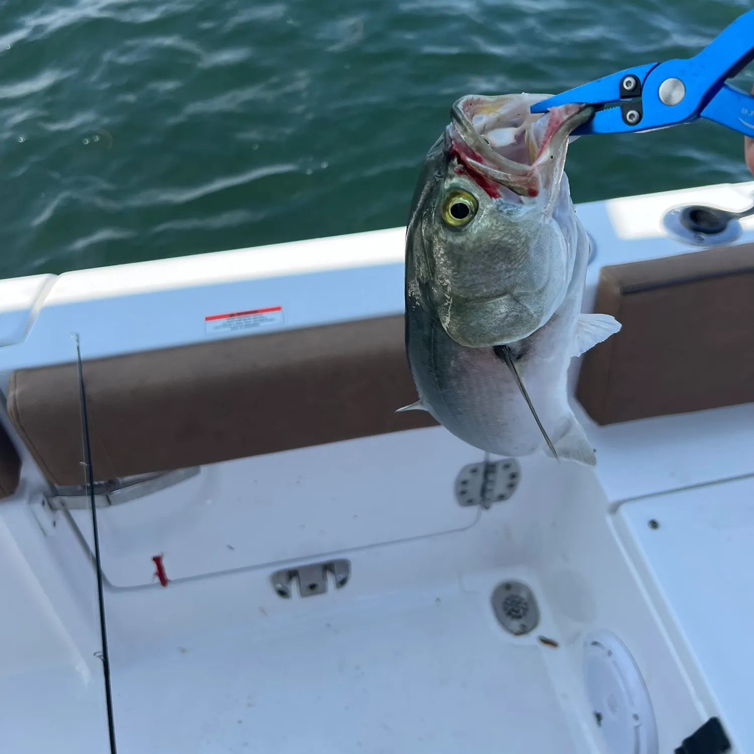 The most recent Bluefish catches on Fishbrain