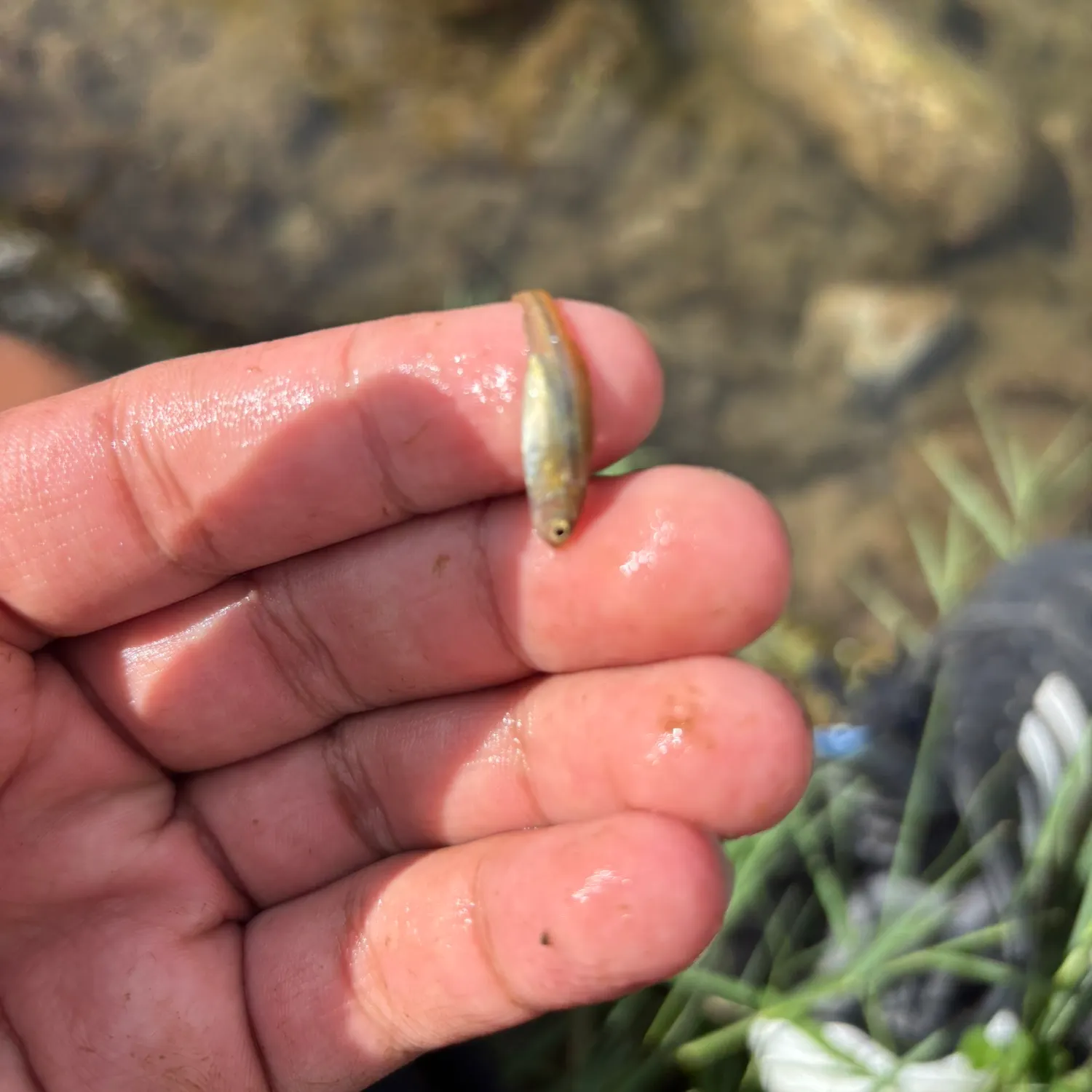 Creek chub caught on Fishbrain