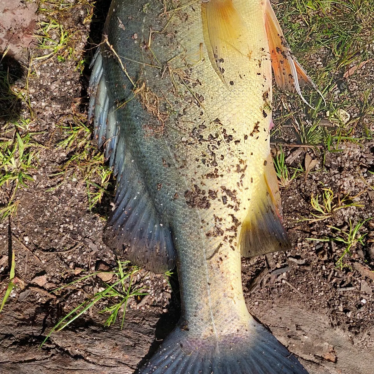 Golden perch caught on Fishbrain