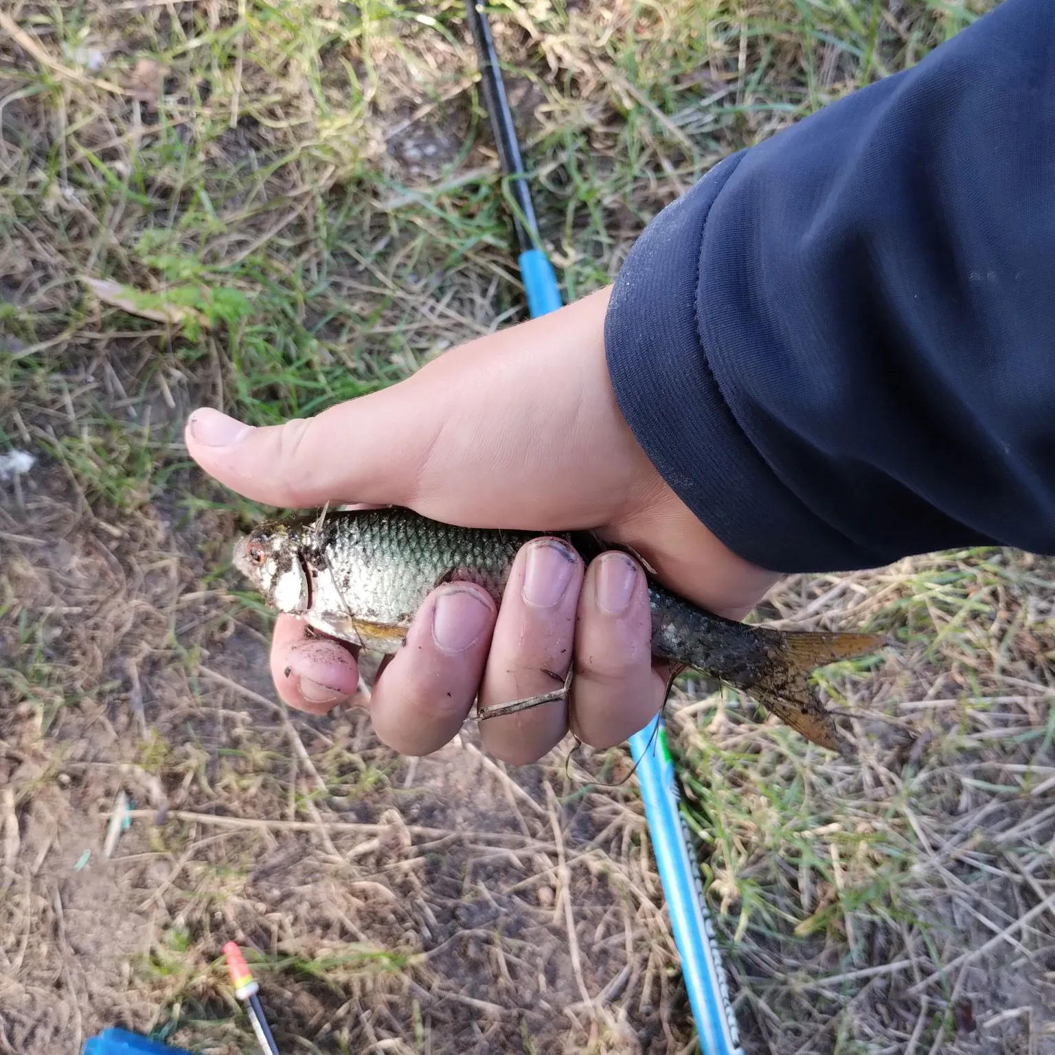Common roach caught on Fishbrain