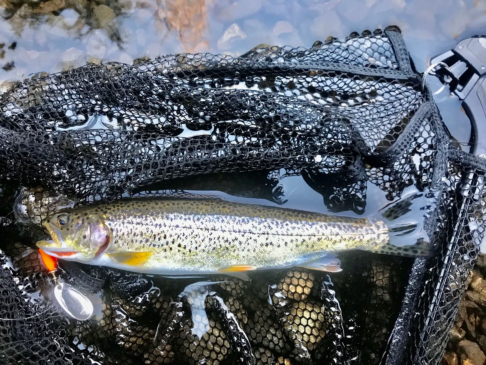 Post image from Chinook69